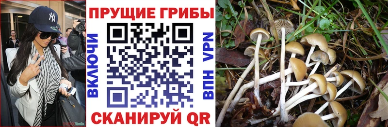 Псилоцибиновые грибы Psilocybe  Купить где  Балаково 